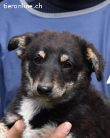 Vessilia - Kuckuck...hallo...sind da draußen Menschen?