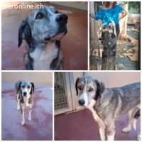 Vesta, w./kastr., geb. 12.11.2022 Grösse: 70 cm/39,5 kg