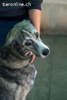 Vesta, w./kastr., geb. 12.11.2022 Grösse: 70 cm/39,5 kg