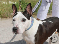 Vicky - ein feines Herz auf Pfoten