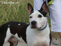 Vicky - ein feines Herz auf Pfoten