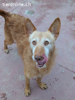 Vieji, m./kastr., geb. ca. 01/2016 Größe: ca. 52 cm/14 kg