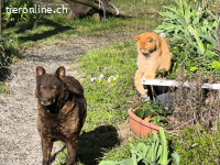 Vigyory, bezaubernde, freundliche und liebe Hundeomi