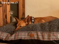 Viktoria -voller Liebe und Vertrauen