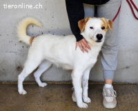 Virgilyo - Wo kommst du her, wo gehst du hin?