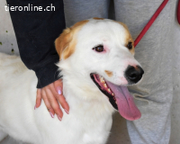 Virgilyo - Wo kommst du her, wo gehst du hin?