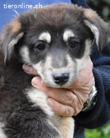 Vistella - Kuckuck...hallo...sind da draußen Menschen?