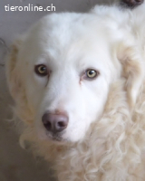 Volturno - Alles was es braucht, ist eine Chance