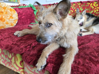 WALLY, quirrliges Mixmädel,ca.1J.,*PS in 94166 Stubenberg*