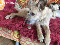 WALLY, quirrliges Mixmädel,ca.1J.,*PS in 94166 Stubenberg*