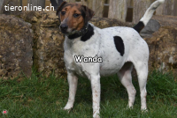 WANDA