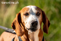 Watson  (9 J.)– ein Senior auf der Suche nach Ruhe und Liebe
