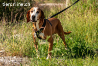 Watson  (9 J.)– ein Senior auf der Suche nach Ruhe und Liebe