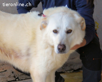 Weeke - Knopfaugen, die geblieben sind ....