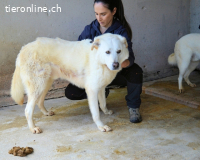 Weeke - Knopfaugen, die geblieben sind ....