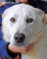 Weeke - Knopfaugen, die geblieben sind ....