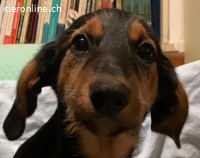 Welpe Milly immer noch ohne ein Zuhause