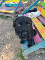 Welpe Tuti sucht seine Familie