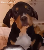 Welpe Willis immer noch ohne ein Zuhause