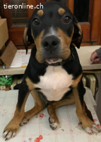 Welpe Willis immer noch ohne ein Zuhause