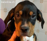 Welpe Willis immer noch ohne ein Zuhause