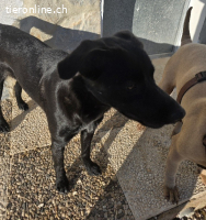 Wendy-  ein junges Herz, das die Welt erst enzdecken lernt