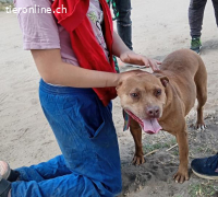 Wicca, menschenbezogene und kinderliebe Hundedame