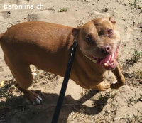 Wicca, menschenbezogene und kinderliebe Hundedame