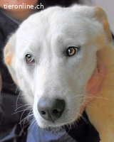 William - Knopfaugen, die geblieben sind