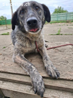 Willow der Liebevolle sucht Liebe