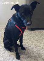 Willy, Herzblatt auf 4 Pfoten sucht eine Familie