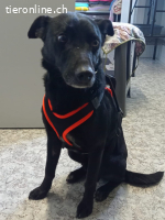 Willy, Herzblatt auf 4 Pfoten sucht eine Familie