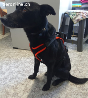 Willy, Herzblatt auf 4 Pfoten sucht eine Familie