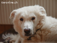 Willy – schlauer Wuschelbub sucht Traumzuhause