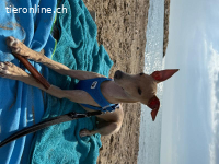 Windspielrüde Bobby sucht ein Zuhause