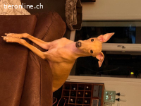 Windspielrüde Bobby sucht ein Zuhause