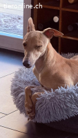 Windspielrüde Bobby sucht ein Zuhause