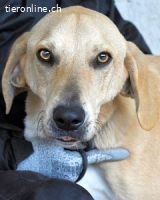 Wiper - Menschisch A1 - Wiper sucht Lehrer