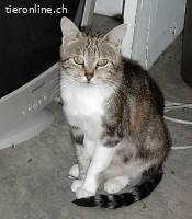WIR SUCHEN PFLEGESTELLE FUER KATZEN AUS DEM TIERSCHUTZ