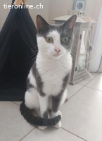 WIR SUCHEN PFLEGESTELLE FUER KATZEN AUS DEM TIERSCHUTZ
