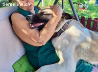 Wirbelwind Monty sucht sein Gegenstück