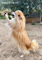 Wo ist der Lebensplatz für den kleinen Yuki?