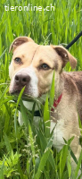 Wunderschöne Pitbullshündin sucht dringend ein Zuhause