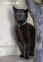 Wunderschöner graublauer Kater sucht Zuhause