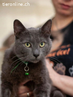 Wunderschöner graublauer Kater sucht Zuhause