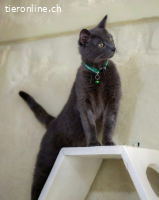 Wunderschöner graublauer Kater sucht Zuhause