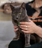 Wunderschöner graublauer Kater sucht Zuhause