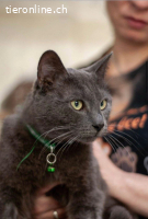 Wunderschöner graublauer Kater sucht Zuhause