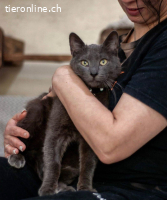 Wunderschöner graublauer Kater sucht Zuhause