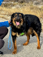 Wundervolle Missy sucht ihr Für-immer-Zuhause